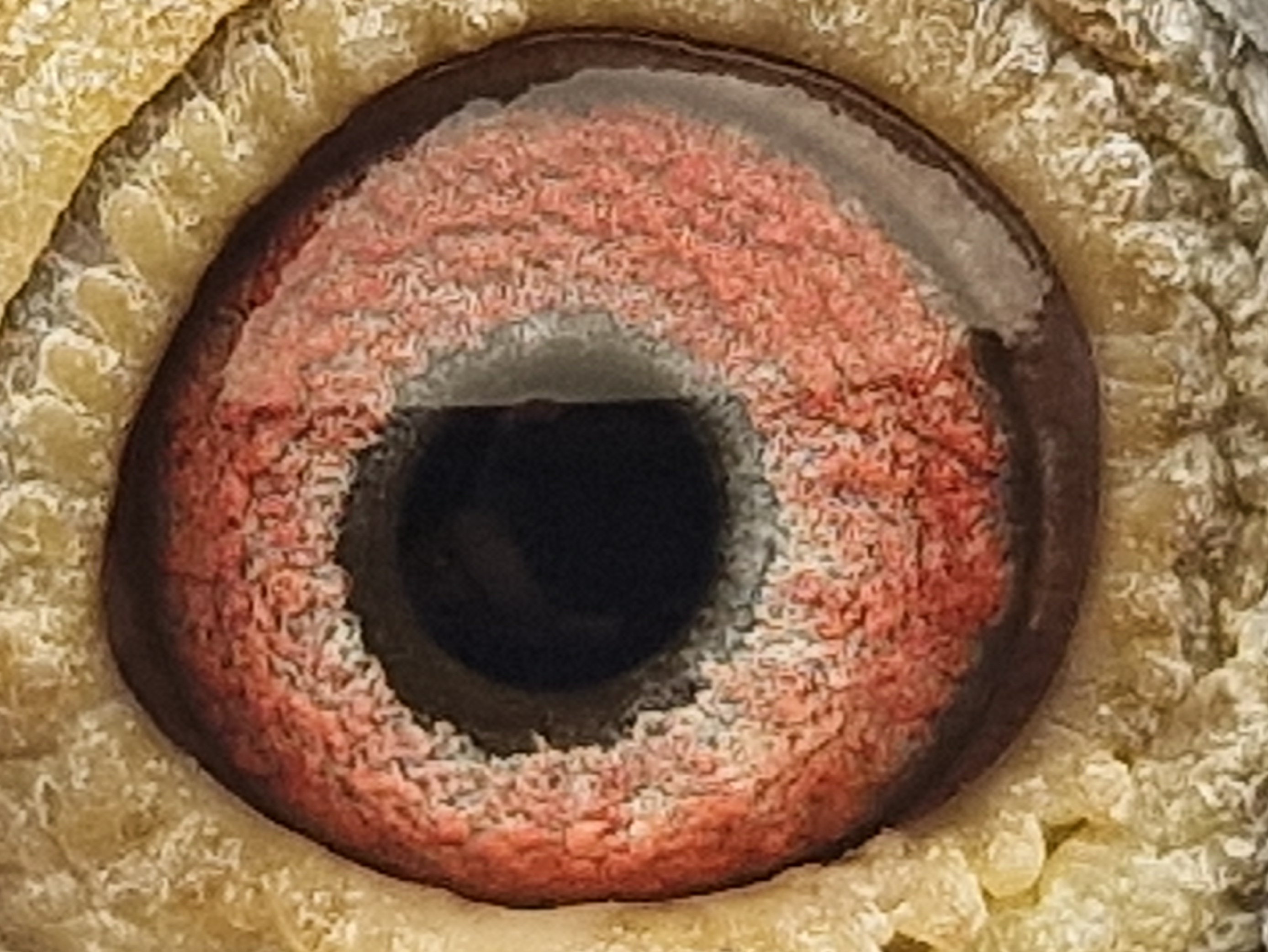 Pigeon eye